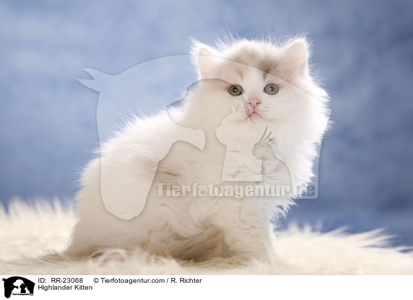 Highlander Ktzchen / Highlander Kitten / RR-23068