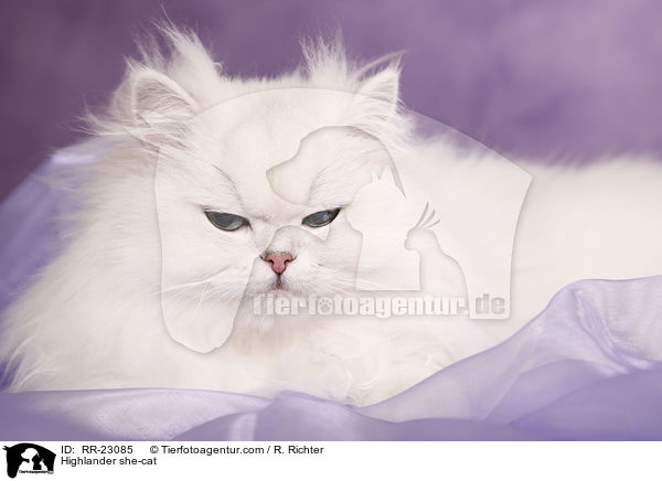 Highlander Ktzin / Highlander she-cat / RR-23085