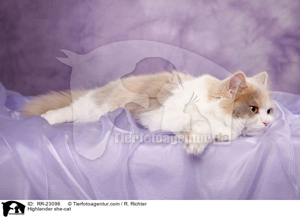 Highlander Ktzin / Highlander she-cat / RR-23096