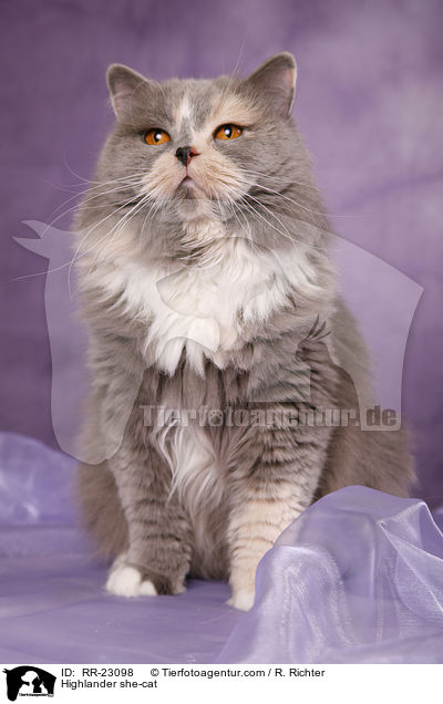Highlander Ktzin / Highlander she-cat / RR-23098