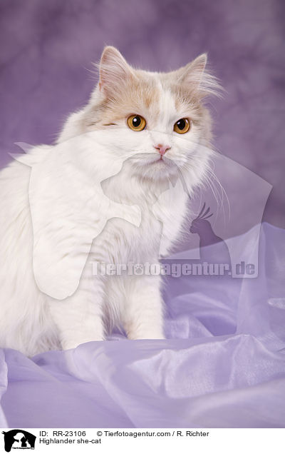 Highlander Ktzin / Highlander she-cat / RR-23106