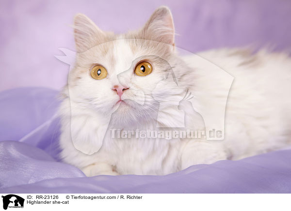 Highlander Ktzin / Highlander she-cat / RR-23126