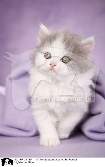 Highlander Ktzchen / Highlander Kitten / RR-23135