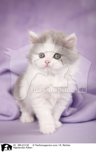 Highlander Ktzchen / Highlander Kitten / RR-23136
