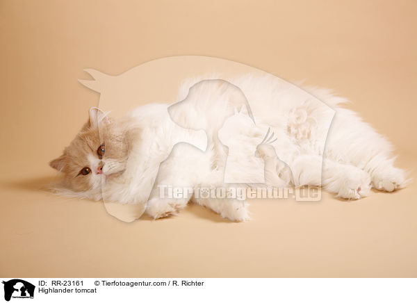 Highlander Kater / Highlander tomcat / RR-23161
