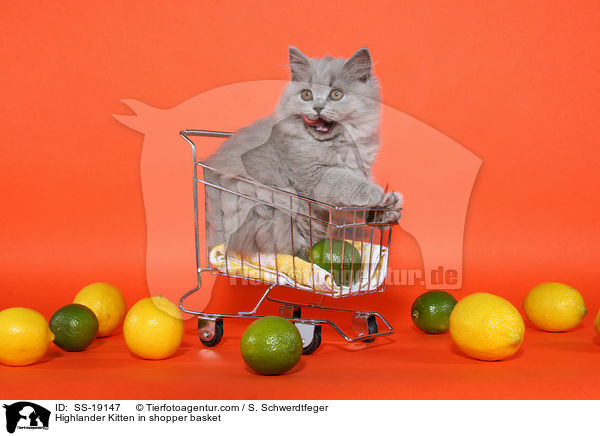 Britisch Langhaar Ktzchen im Einkaufskorb / Highlander Kitten in shopper basket / SS-19147