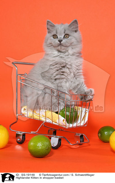 Britisch Langhaar Ktzchen im Einkaufskorb / Highlander Kitten in shopper basket / SS-19148