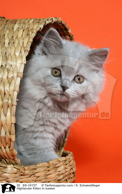 Highlander Kitten in basket / SS-19157