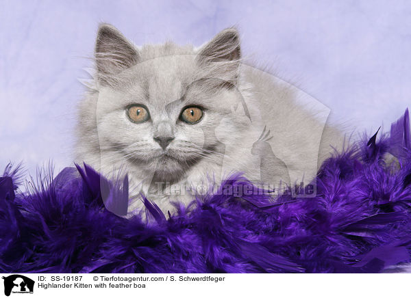 Highlander Kitten with feather boa / SS-19187