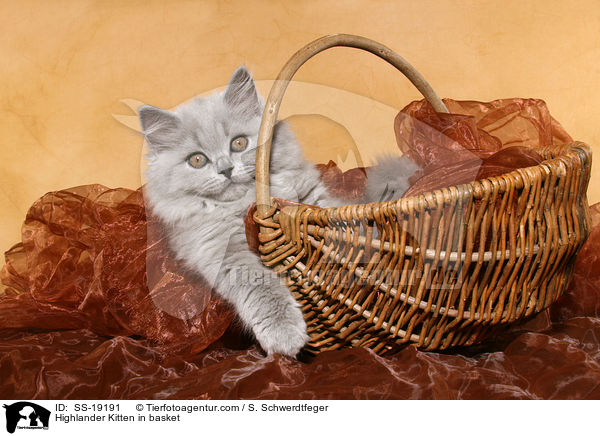 Highlander Kitten in basket / SS-19191