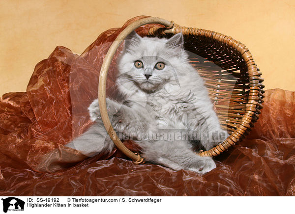 Highlander Kitten in basket / SS-19192