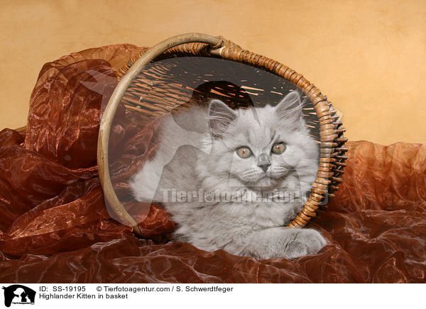 Highlander Kitten in basket / SS-19195