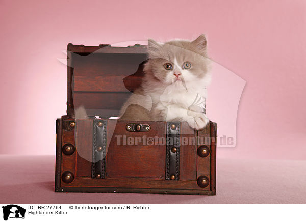 Britisch Langhaar Ktzchen / Highlander Kitten / RR-27764