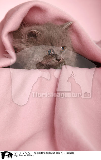 Britisch Langhaar Ktzchen / Highlander Kitten / RR-27777