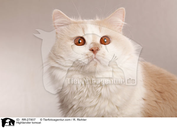 Britisch Langhaar Kater / Highlander tomcat / RR-27807
