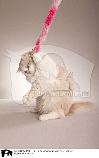 Britisch Langhaar Kater / Highlander tomcat / RR-27813