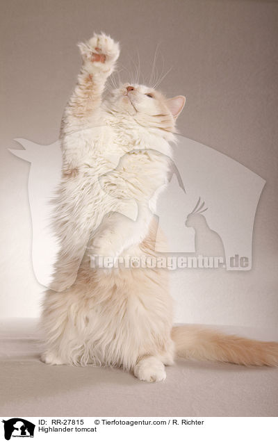Britisch Langhaar Kater / Highlander tomcat / RR-27815