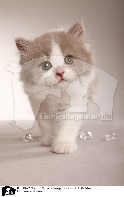 Britisch Langhaar Ktzchen / Highlander Kitten / RR-27828