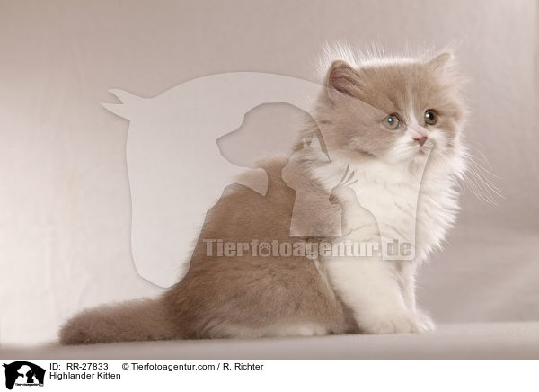 Britisch Langhaar Ktzchen / Highlander Kitten / RR-27833