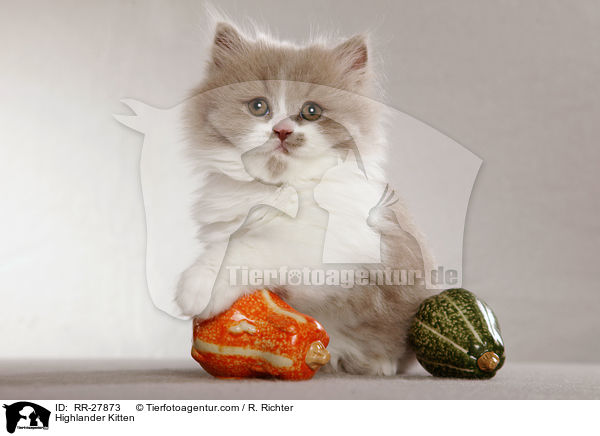 Britisch Langhaar Ktzchen / Highlander Kitten / RR-27873