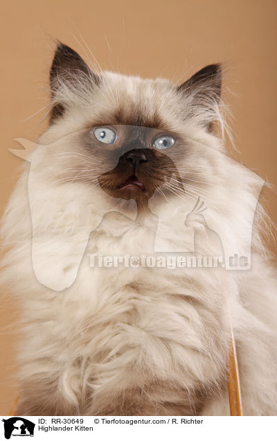 Britisch Langhaar Ktzchen / Highlander Kitten / RR-30649