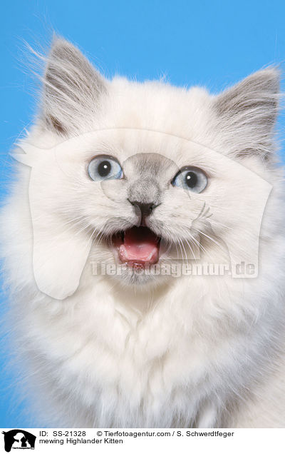 Britisch Langhaar Ktzchen / Highlander Kitten / SS-21328