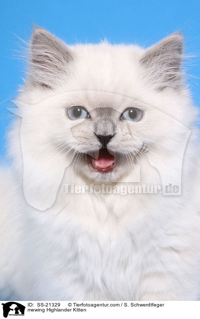 Britisch Langhaar Ktzchen / Highlander Kitten / SS-21329