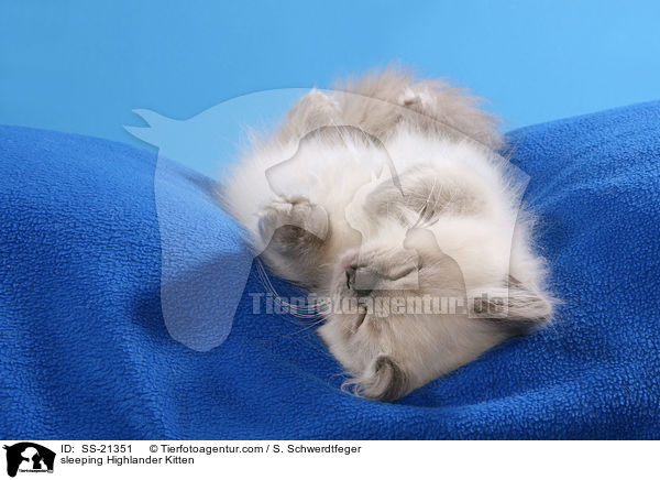 schlafendes Britisch Langhaar Ktzchen / sleeping Highlander Kitten / SS-21351