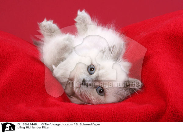 Britisch Langhaar Ktzchen / Highlander Kitten / SS-21448