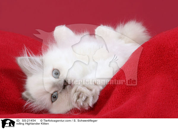 Britisch Langhaar Ktzchen / Highlander Kitten / SS-21454