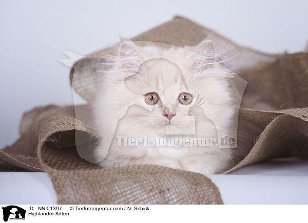 Highlander Kitten / NN-01397