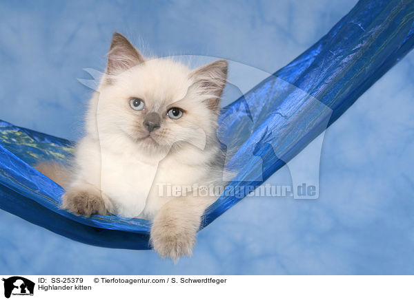 Highlander Ktzchen / Highlander kitten / SS-25379