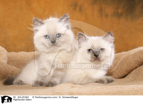 Highlander Ktzchen / Highlander kitten / SS-25382