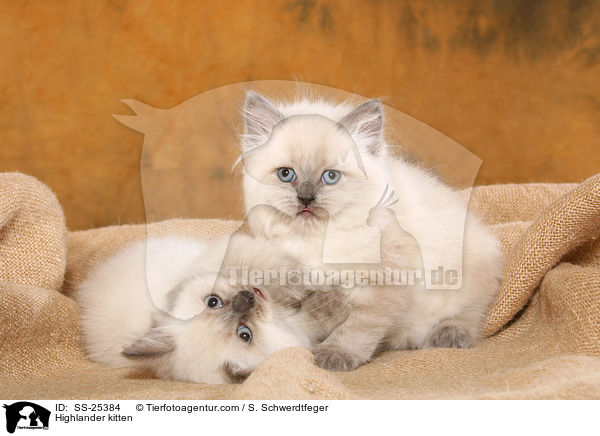 Highlander Ktzchen / Highlander kitten / SS-25384