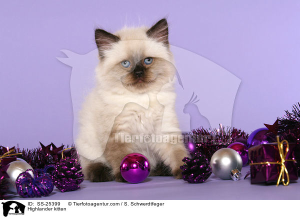 Highlander Ktzchen / Highlander kitten / SS-25399