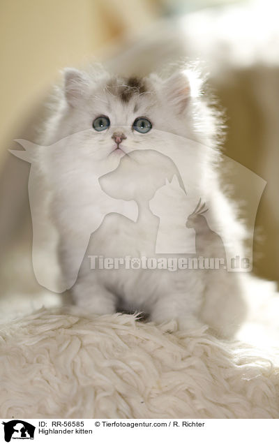 Britisch Langhaar Ktzchen / Highlander kitten / RR-56585