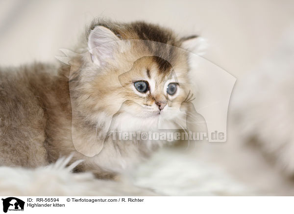 Britisch Langhaar Ktzchen / Highlander kitten / RR-56594
