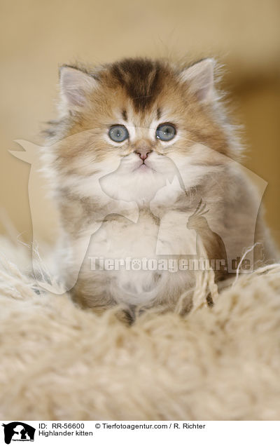 Britisch Langhaar Ktzchen / Highlander kitten / RR-56600
