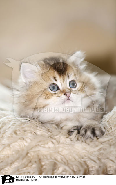 Britisch Langhaar Ktzchen / Highlander kitten / RR-56610