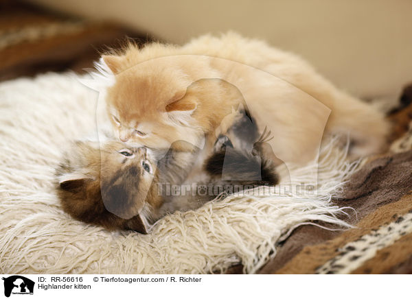 Britisch Langhaar Ktzchen / Highlander kitten / RR-56616
