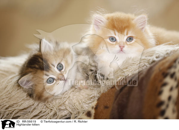 Britisch Langhaar Ktzchen / Highlander kitten / RR-56619