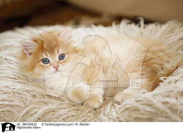 Britisch Langhaar Ktzchen / Highlander kitten / RR-56625