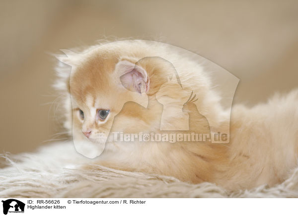 Britisch Langhaar Ktzchen / Highlander kitten / RR-56626