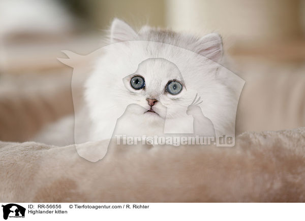 Highlander kitten / RR-56656
