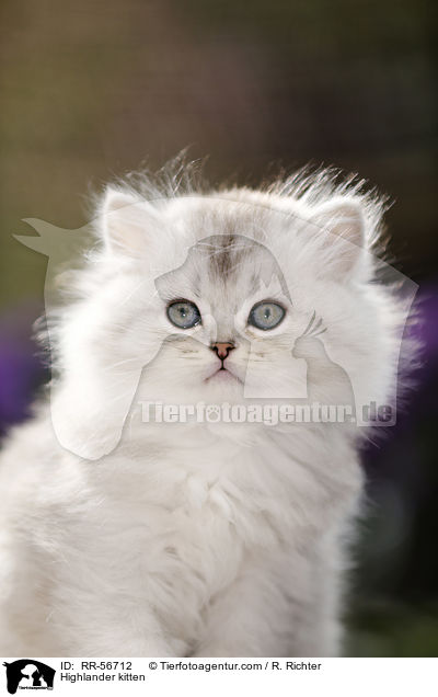 Britisch Langhaar Ktzchen / Highlander kitten / RR-56712