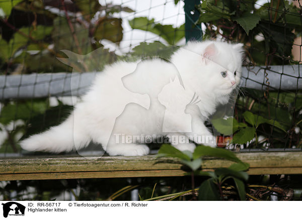 Britisch Langhaar Ktzchen / Highlander kitten / RR-56717