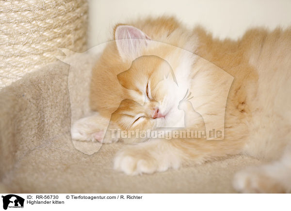 Britisch Langhaar Ktzchen / Highlander kitten / RR-56730