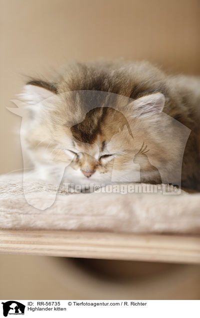 Britisch Langhaar Ktzchen / Highlander kitten / RR-56735