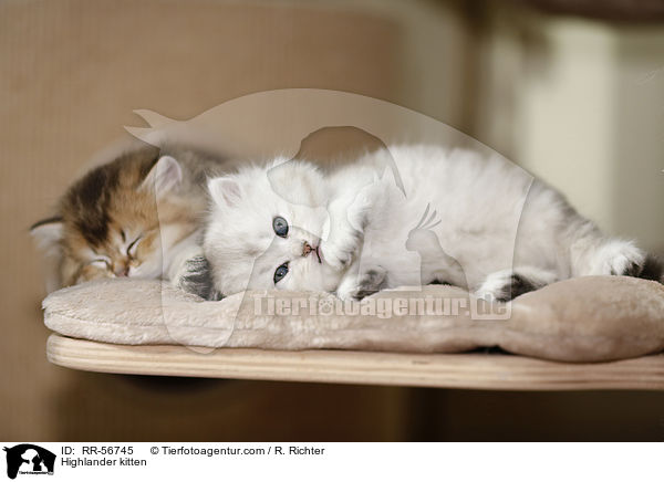 Britisch Langhaar Ktzchen / Highlander kitten / RR-56745