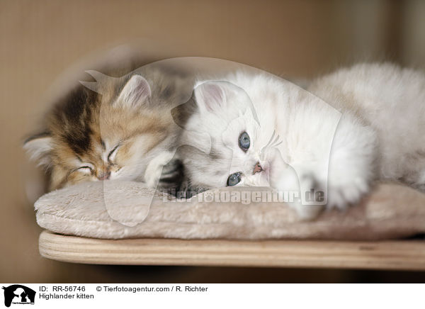 Britisch Langhaar Ktzchen / Highlander kitten / RR-56746